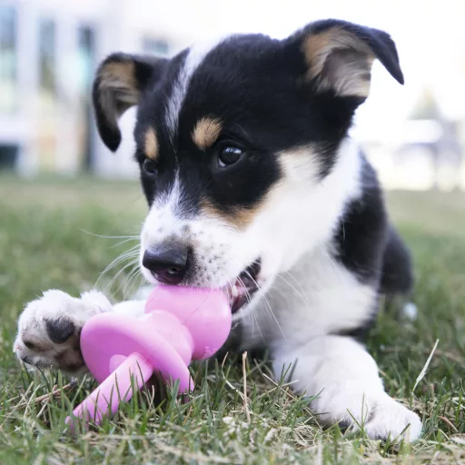 kong-puppy-binkie-cumi-kutyajatek-kek