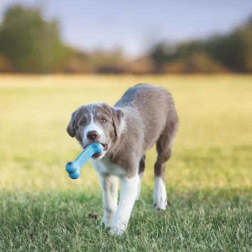 kong-puppy-goodie-bone-kutyajatek