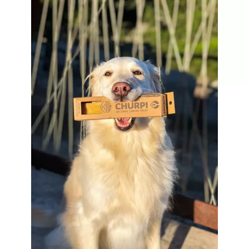 churpi-himalajai-sajt-ragocsont-kutyaknak